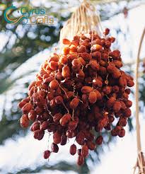 Fresh Dates